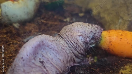 Close up of a naked mole rat eating a carrot in the underground burrow.
