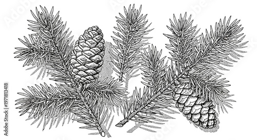 Vintage Spruce Branch with Cones Illustration - Black and White Evergreen Tree Detail