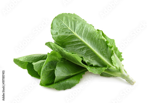 Fresh green cos lettuce isolate on white background