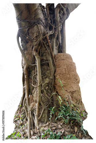 The banyan tree has roots that hang down and wrap beautifully around the trunk isolated on white background, clipping path included.
