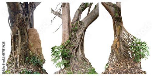 The banyan tree has roots that hang down and wrap beautifully around the trunk isolated on white background, clipping path included.