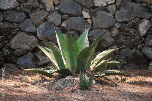 Native Agave Plant in Front of Ancient Stone Wall in Mexico