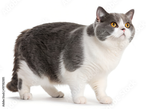 Full-Body Portrait of a Domestic Cat