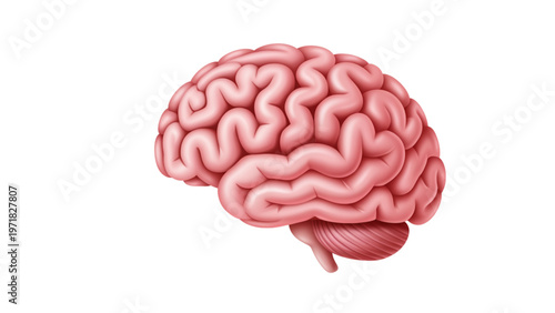 Anatomical illustration of a human brain viewed from the side Vector