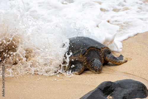 Green seat turtle coming on shore in Maui