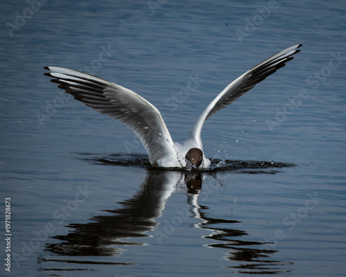Obraz na plátne A black-headed gull touches down on a still lake, wings outstretched in a graceful arc