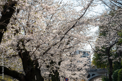 満開の桜並木と都会のアーチ橋 春の日本の風景 都会のお花見 観光イメージ 満開のソメイヨシノ