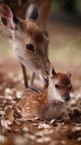 Caring mother deer tenderly licks and grooms her tiny newborn fawn resting peacefully on the forest ground while displaying a heartwarming moment of maternal love and protection in the wild as the gen