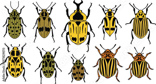 Beetle insects collection set, colorful bug illustrations, entomology species, detailed insect design, nature wildlife, scientific drawing, isolated vector elements