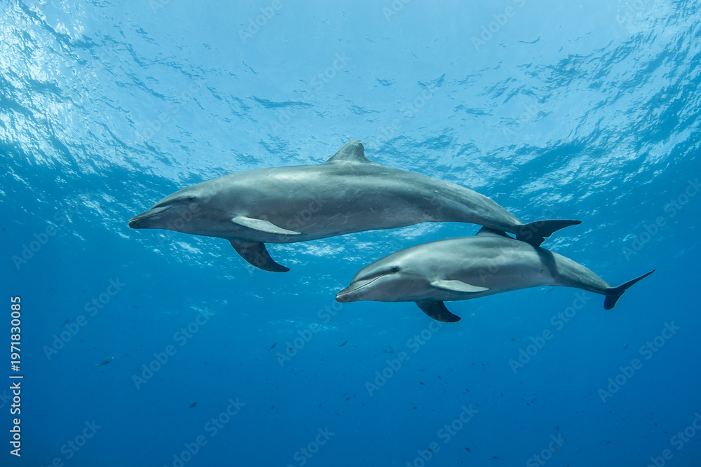 Naklejka premium Bottlenose dolphin, French Polynesia 