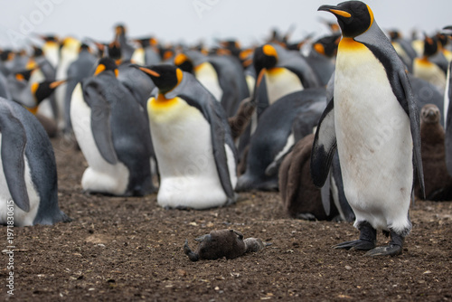 Foto A King Penguin (Aptenodytes patagonicus) inspecting a dead chick