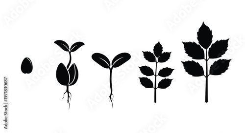 Close-up view of yellow dandelion flower in different stages