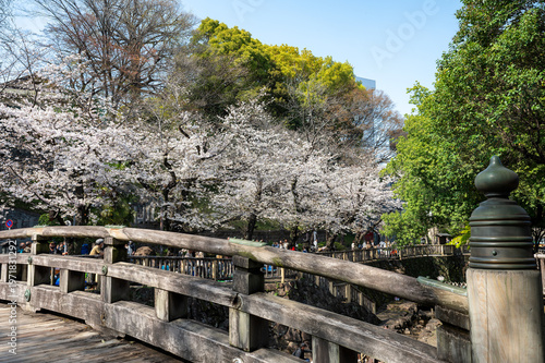 満開の桜とお花見の賑わい 伝統的な太鼓橋のある春の風景 日本の観光地 公園の風景