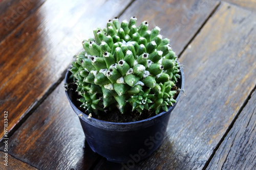 A vase containing a Mammillaria polythele ball cactus is placed on the table.