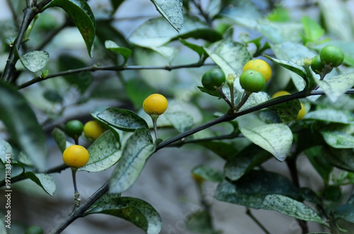 The foliage and green and yellow fruits of the night-blooming cereus (Solanum diphyllum) in the garden.