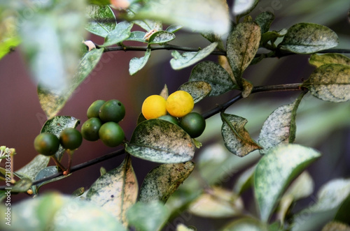 The foliage and green and yellow fruits of the night-blooming cereus (Solanum diphyllum) in the garden.