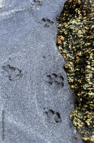 Dog footprints in the monazite sand of the beach.
