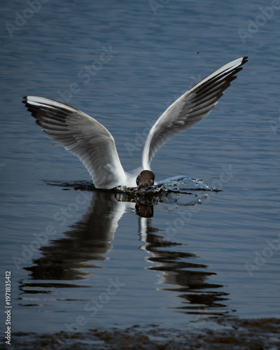Bild auf Leinwand A black-headed gull touches down on a still lake, wings outstretched in a graceful arc