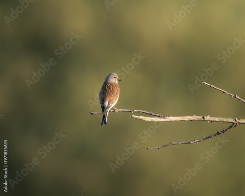 Bild auf Leinwand Minimalist image of a common linnet resting on a dry branch, softly lit by golden hour sunlight against a smooth green background