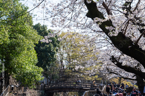 満開の桜並木と伝統的な太鼓橋 お花見の賑わい 春の日本の風景 観光スポット