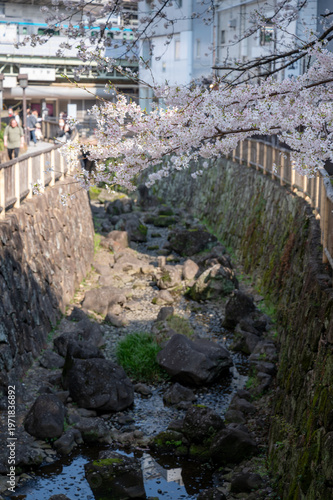 満開の桜と王子駅を走る電車 音無親水公園の春の風景 都会の自然 観光地 東京
