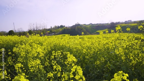 Rapeseed flowers in the fields
