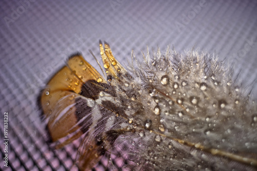 The abstract concept of a simple subject