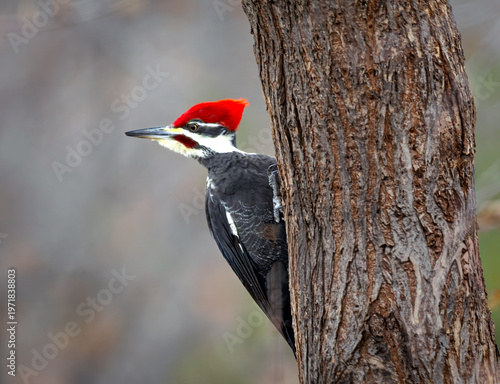 pileated woodpecker on a tree
