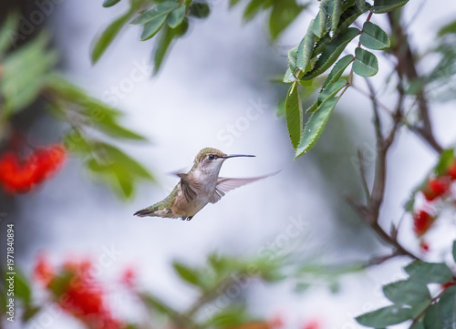hummingbird in flight
