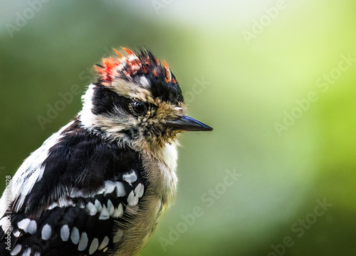Hairy woodpecker