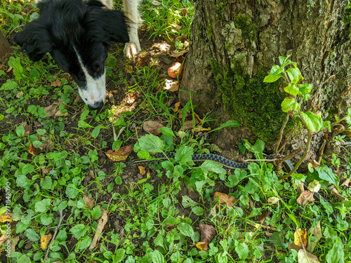 A dog looks and smells a Garter snake on the grass beside a tree trunk during the summer.