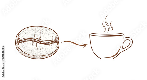 Coffee bean transforming into hot coffee cup illustration