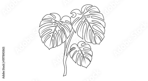 Monstera deliciosa tropical plant leaves line art illustration