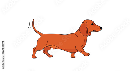 Orange dachshund dog walking sideways on white background