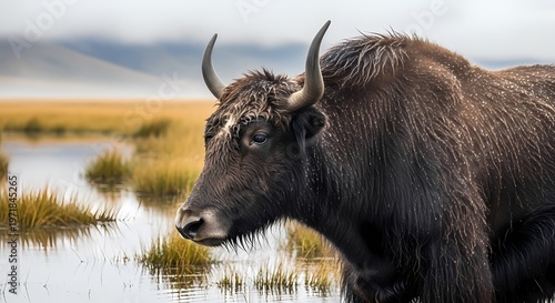 A close-up profile of a dark-haired yak standing in shallow water with reeds in the background.