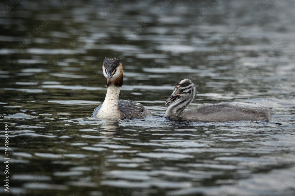 Fototapeta premium Detailed wildlife photograph of an adult great crested grebe feeding its young chick while floating on open water. The parent bird displays striking red eyes and breeding plumage, while the striped