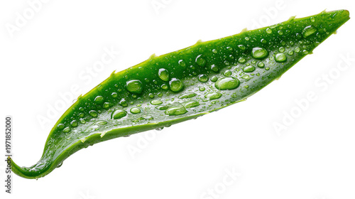 Organic aloe vera leaf with fresh gel texture background isolated on a Transparent background, PNG file.