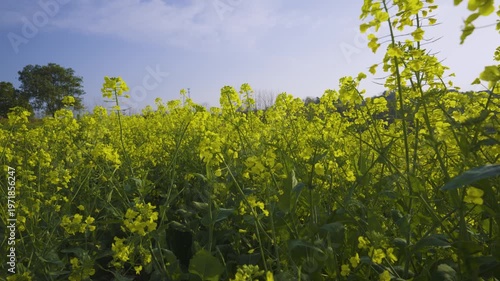 Rapeseed flowers in the fields