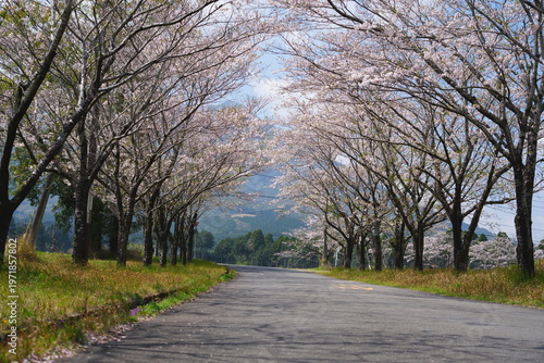 宮崎県小林市　まきばの桜