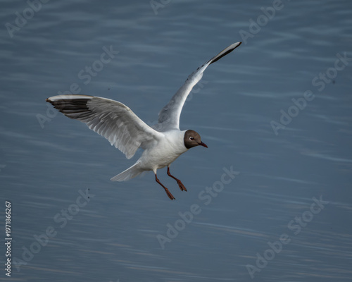 Quadro em tela A black-headed gull touches down on a still lake, wings outstretched in a graceful arc