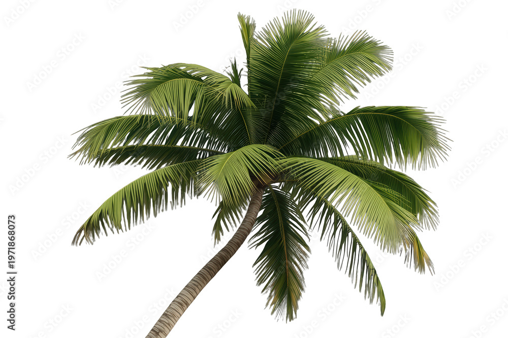 Obraz premium Coconut palm tree with a curved trunk and lush green fronds, presenting a tropical atmosphere on a transparent background