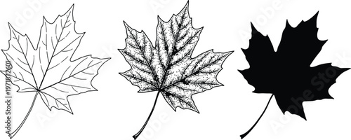 Three maple leaves in varying detail a black and white botanical study