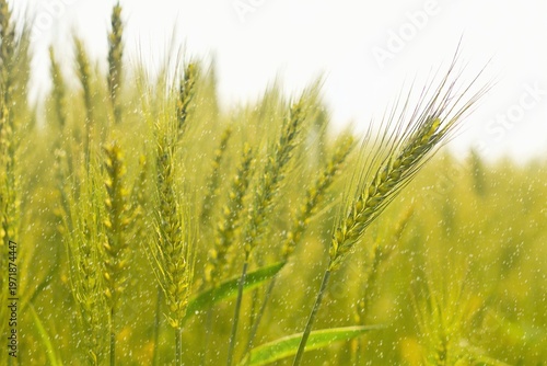 Fresh Green Wheat Field with Rain Drops and Bokeh Background in Natural Daylight