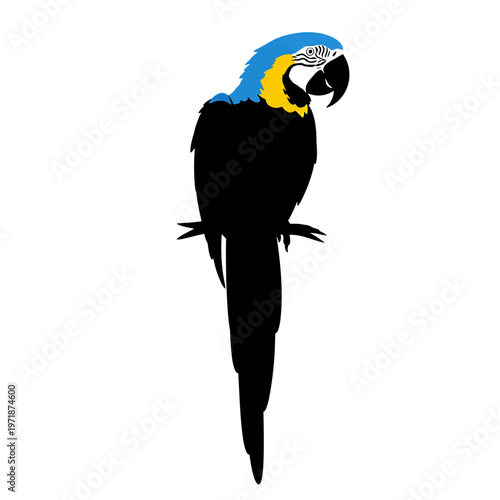 Colorful Parrot Silhouette Perched: A vibrant blue and yellow parrot silhouette perched gracefully, showcasing the beauty of the tropical bird.