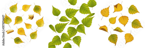 Quadro em tela Set of fresh green and yellow birch leaves isolated on white background, seasonal spring and autumn foliage design elements
