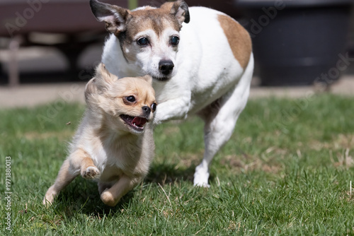 Small dogs playing and running together outdoors on grass happy pet moment