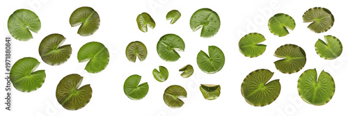 Εκτύπωση καμβά Set of Green Water Lily Leaves Isolated on White Background - Fresh Lotus Pad Fo