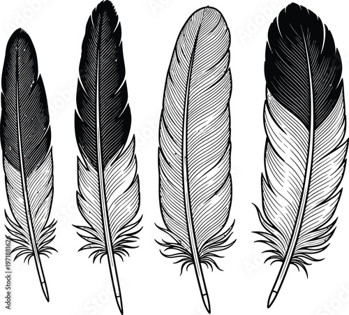 Four black and white feather illustrations a minimalist artistic representation of avian plumage