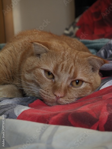 Adorable ginger scottish fold cat resting comfortably while lying down on a soft patterned bed cover