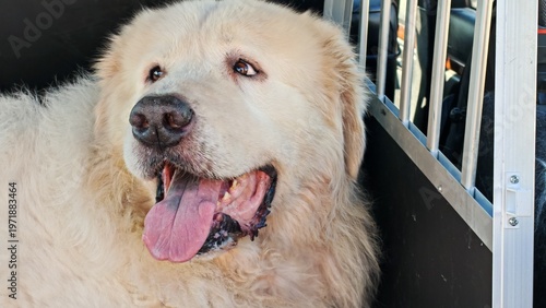 Bild auf Leinwand Fluffy white dog with tongue out, looking contentedly while safely inside its metal transport crate
